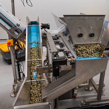Industrial machine sorting and transporting green olives in a factory.