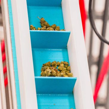 Conveyor belt carrying cannabis buds in a processing facility.