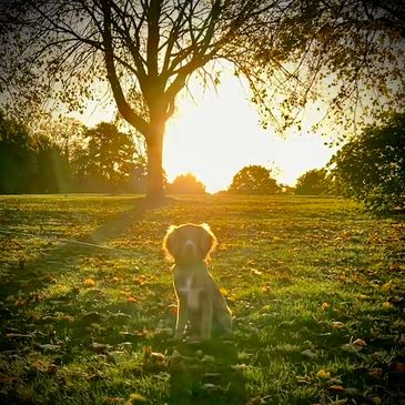 Loving pets and dog walking 
Dog walkers near me 
Dog sitting 