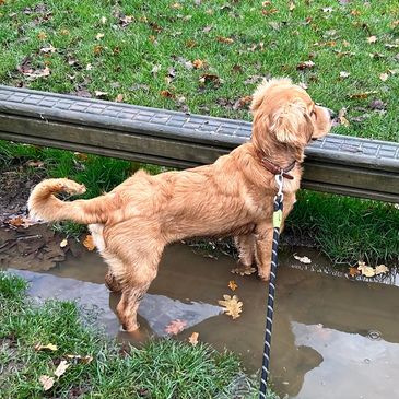 Dog adventures 