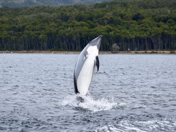 dolphin watching boat trip Punta Arenas, patagonia. avistamiento de delfines en Punta Arenas.