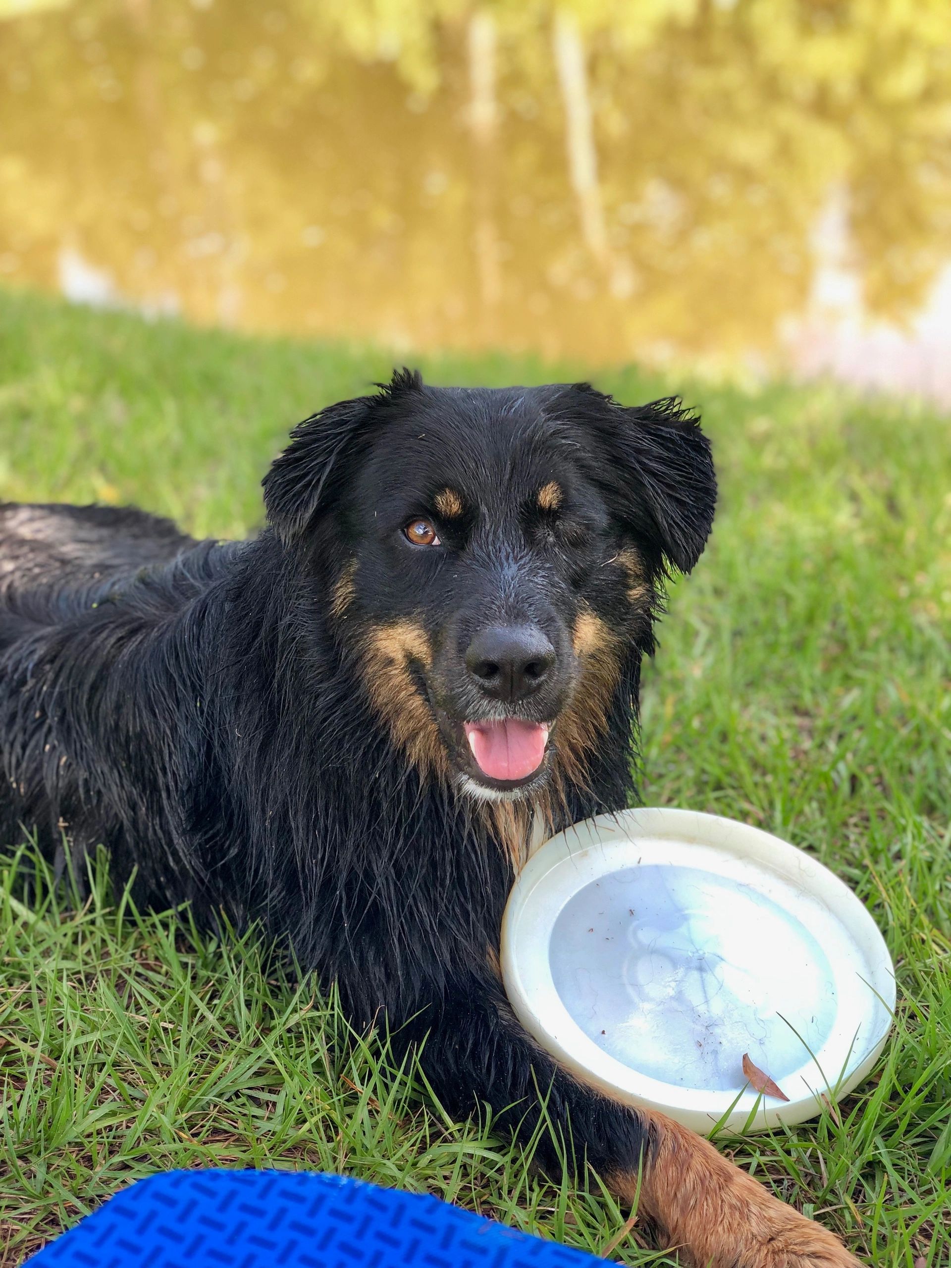 Berry Patch Animal Clinic Veterinarian Animal Hospital Plant City