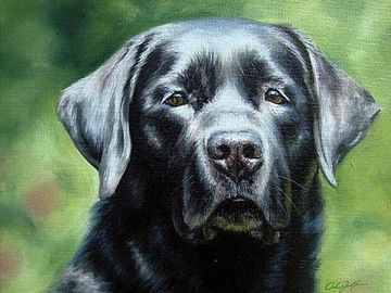 Pet Portrait - Oil Painting