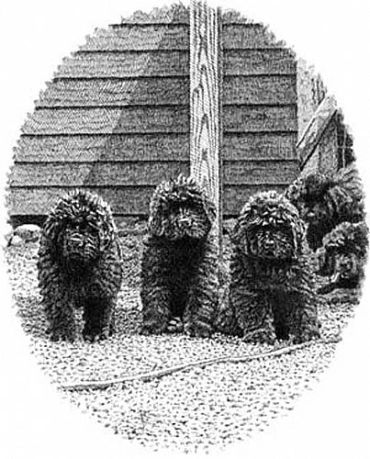 Three curly-haired puppies standing on gravel.