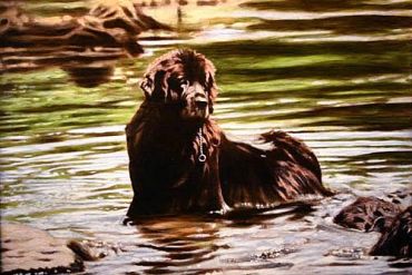 A dog standing in the water near the shore.