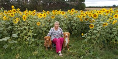 I have owned Nova Scotia Duck Tolling Retriever (Tollers) for 19 yrs .   I am proud to be the Toller