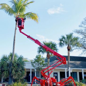 Eric Ames on 60 foot lift caring for a palm tree.