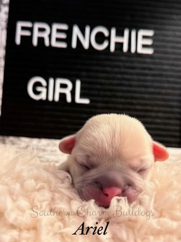 Newborn French Bulldog puppy named Ariel sleeping peacefully.