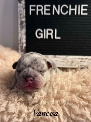 Newborn French Bulldog puppy named Vanessa sleeping peacefully.