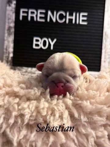 Newborn French Bulldog puppy named Sebastian resting on a soft blanket.