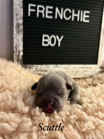 Newborn French Bulldog puppy sleeping on a soft blanket.