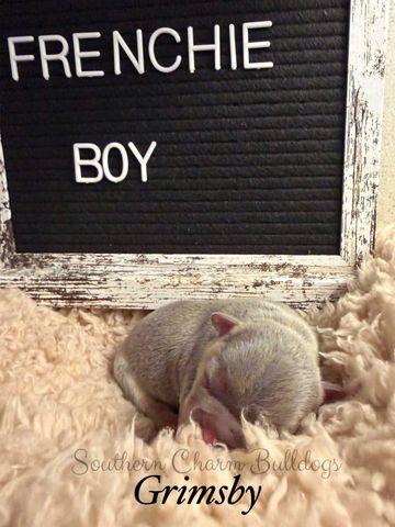 Newborn French Bulldog puppy sleeping next to a sign.