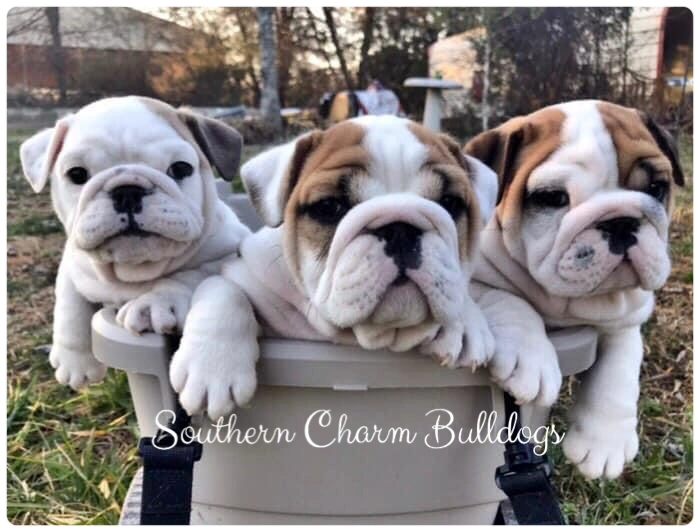 Southern Charm Bulldogs
