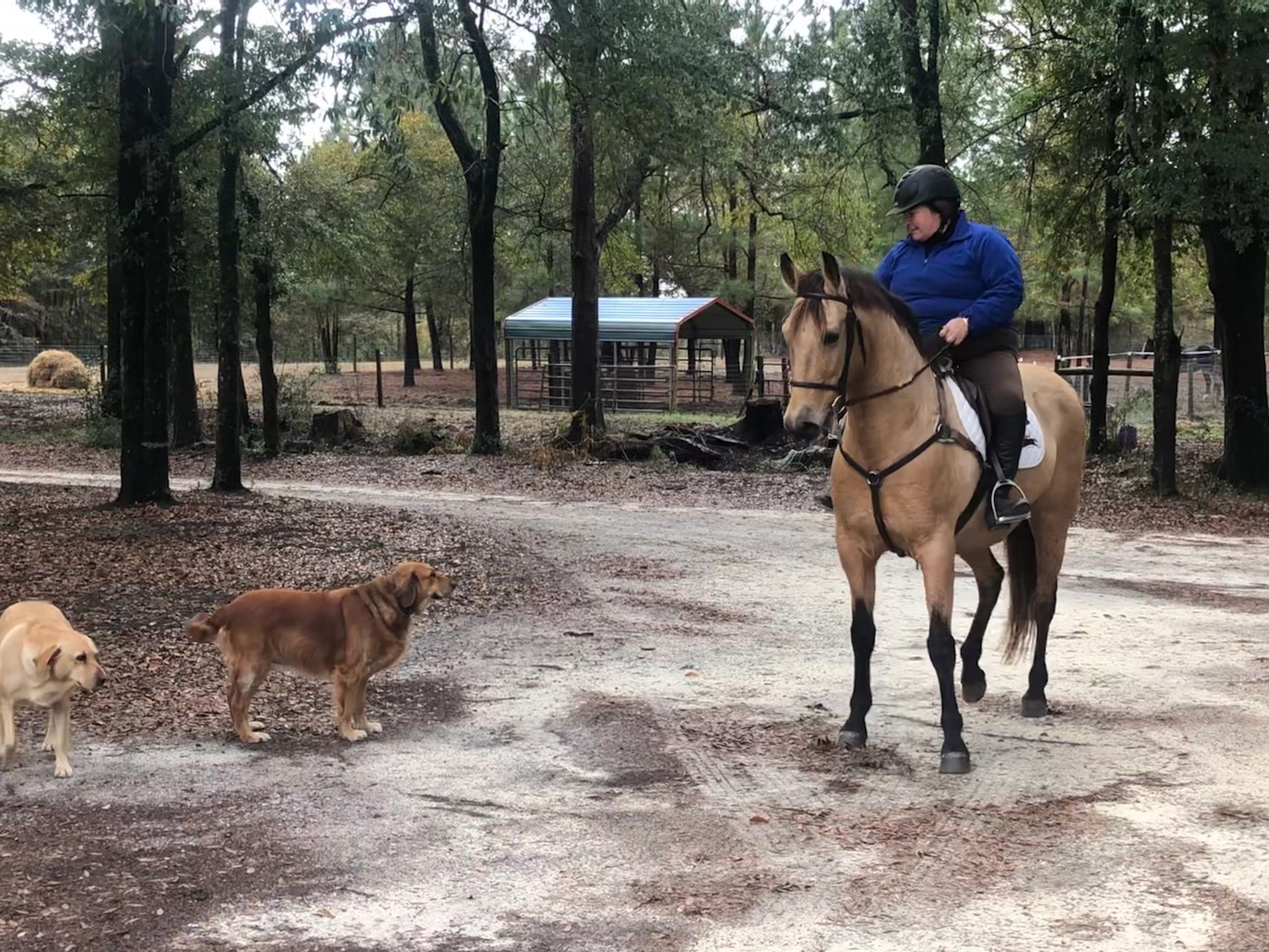 A Look at Our Consignment Sale Horse Program