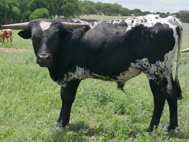 Herd Sire For 2023