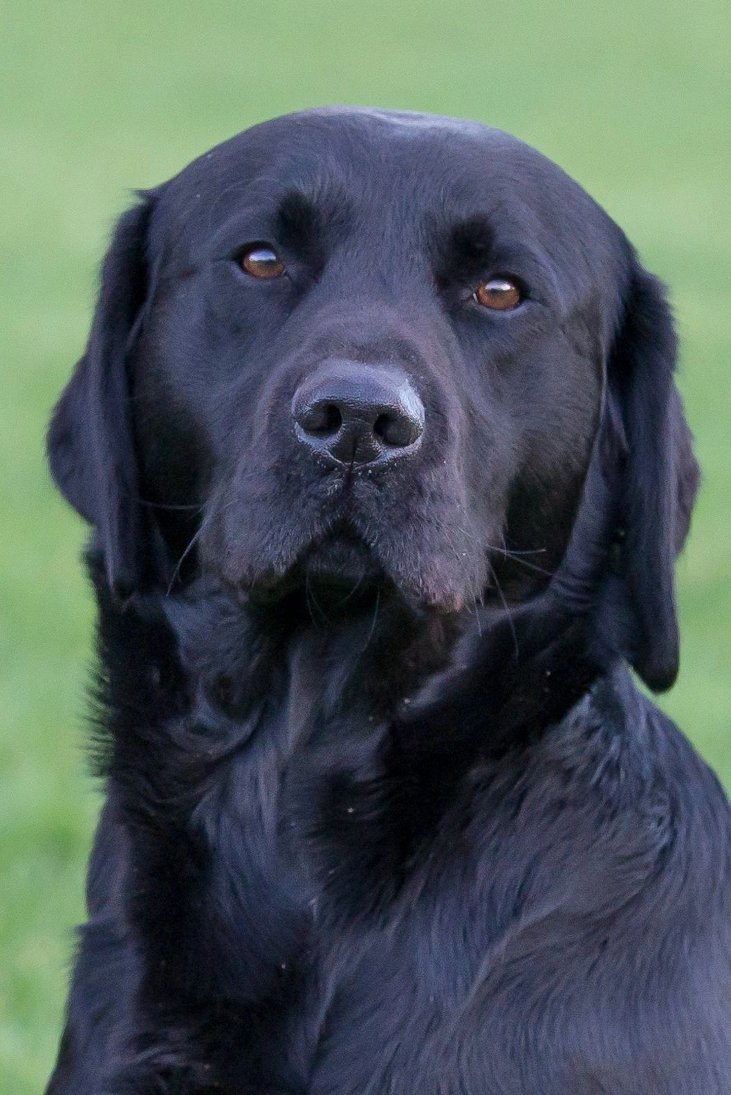 Ropehall Labradors - Working Gundogs