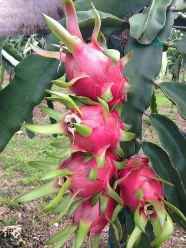 Buy Jumbo Vietnamese Pink Dragon Fruit (1 count)