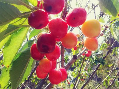 minnie royal cherries growing on cherry tree