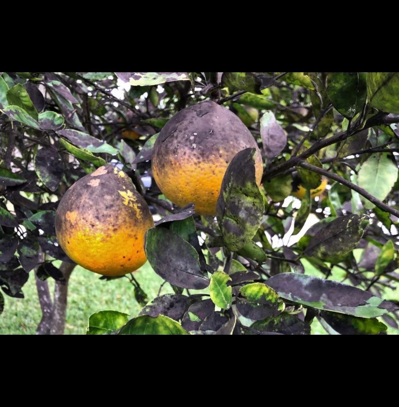 BLACK SOOTY MOLD the fungal disease