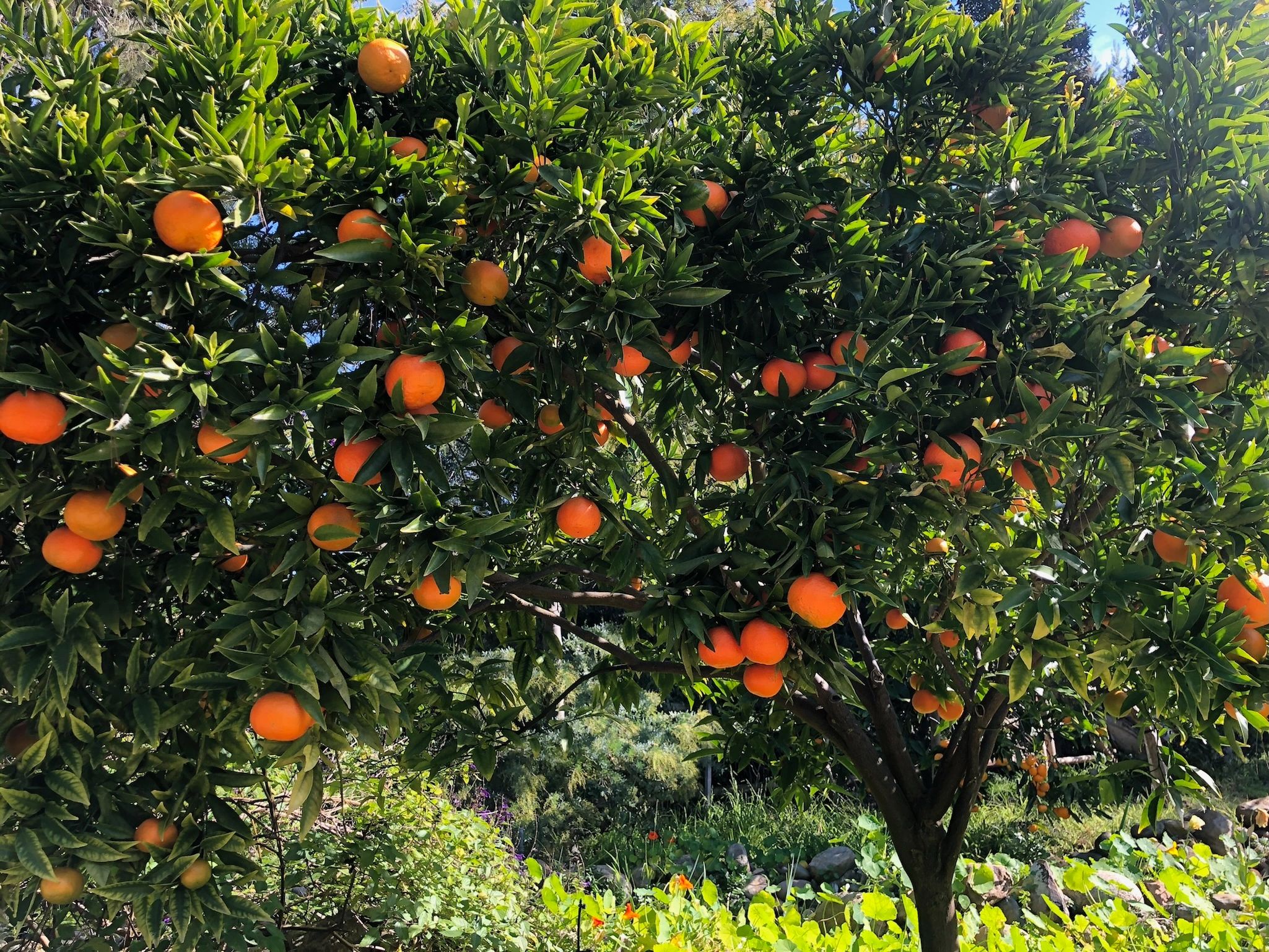 Fruitmommy Fruit Tree Services, Fruit Tree Specialist