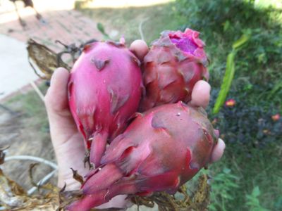 three rare ripe organic dragon fruit