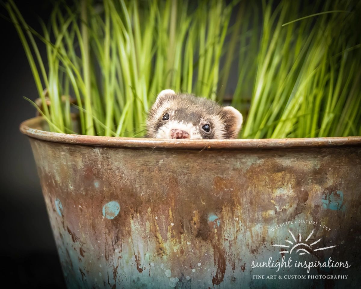 Sage Veterinary Alternatives logo