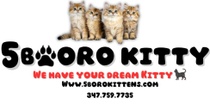 5borokittens