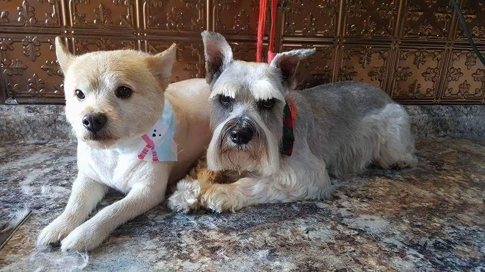 Professional Dog Grooming Services in Lake Elsinore