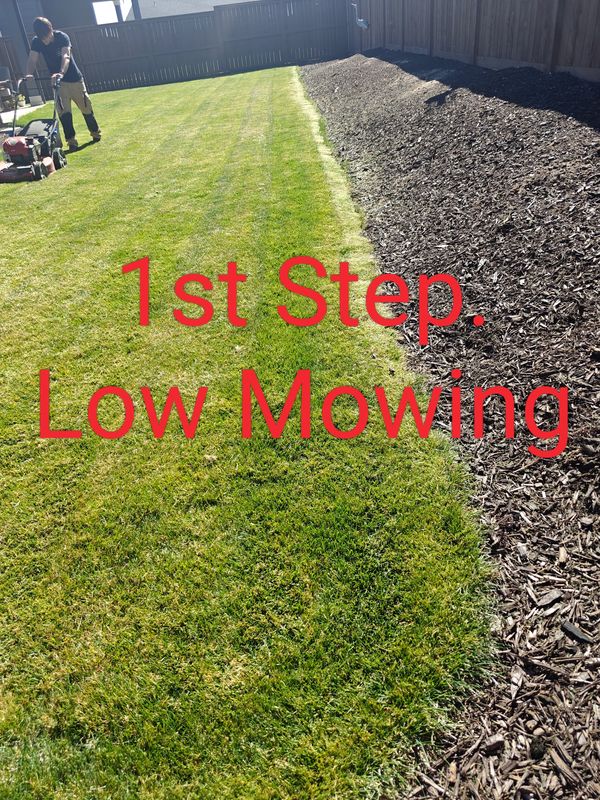 1st Step for Dethatching.
Low Mowing.