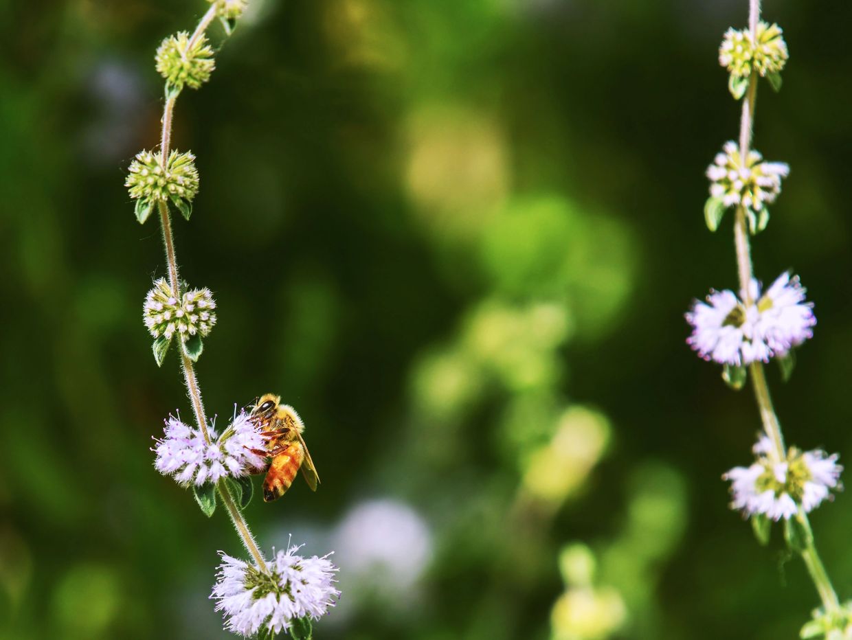 Western Honeybee, Cosumnes River Preserve