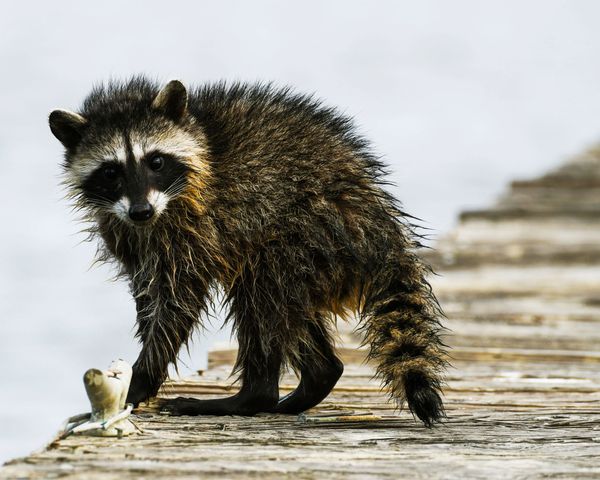 Raccoon on the docks at Martinez Marina