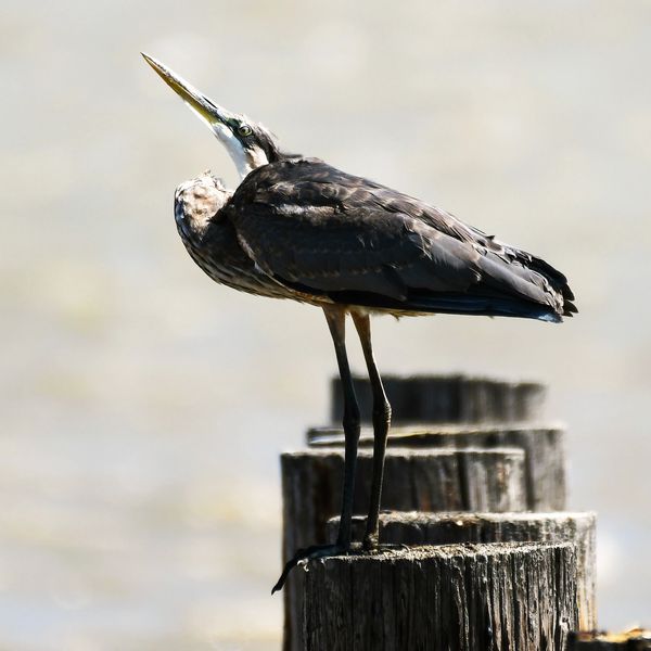 Great Blue Heron, Tim Seay Photography, Carquinez Strait