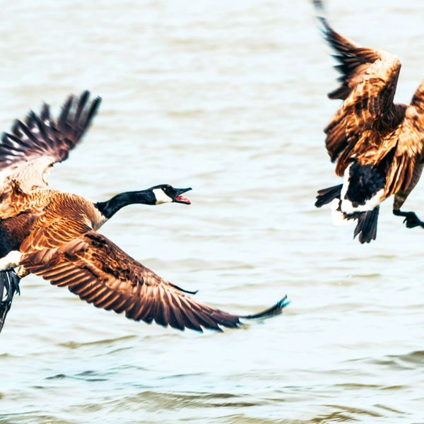 Canada Geese, TIM SEAY Photography