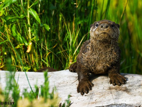 River Otter on driftwood at Radke Park in Martinez