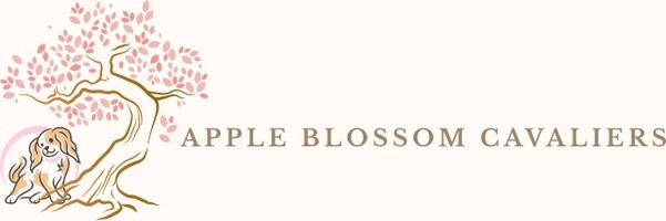 Apple Blossom Cavaliers