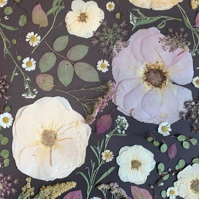 Dried flowers and leaves on a black background. 