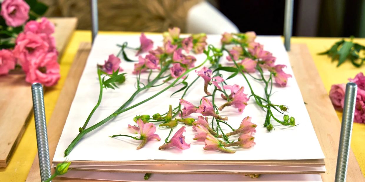 Fresh pink flowers and stems on paper, layered on a wooden flower press, ready to be pressed. 