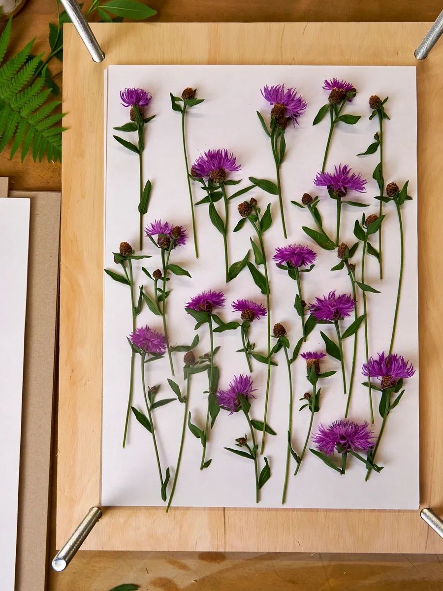 Fresh purple, thistle-like flowers, stems, and leaves on a wood flower press, ready to be pressed. 