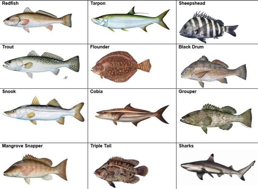 Crystal River Fish Species