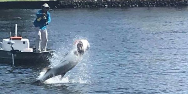 Socrates fighting a big tarpon 