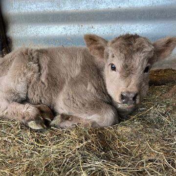 RCM Miniature Cattle Company - Miniature Cows, Miniature Cattle