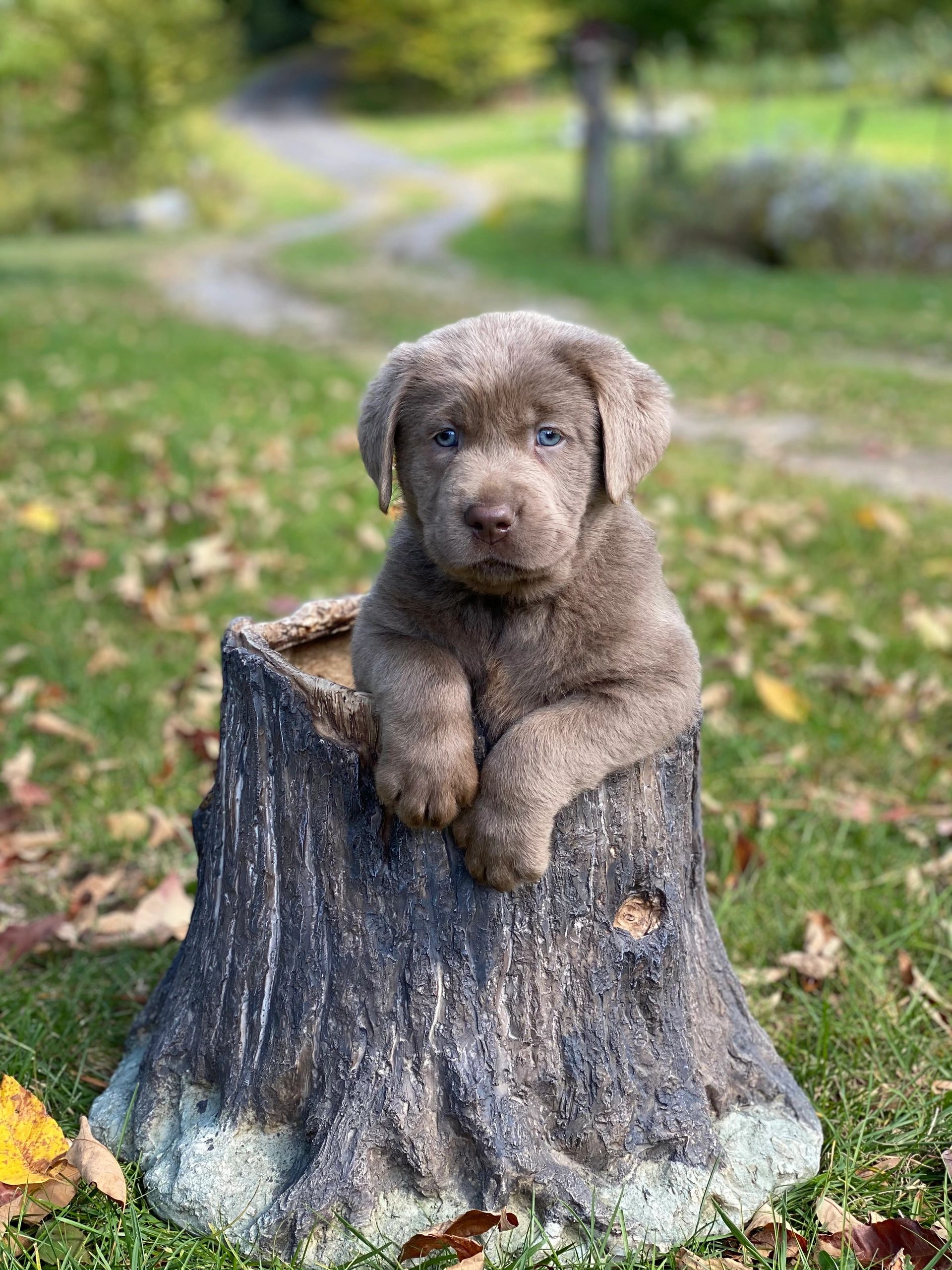How Much Does A Silver Lab Puppy Cost