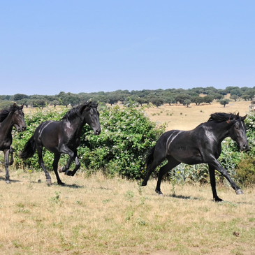 Potros corriendo