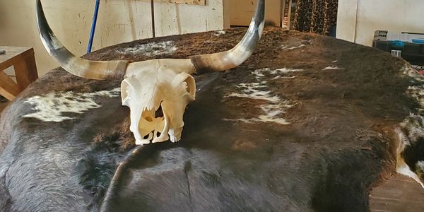 Steer hide and head