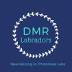 DMR Labradors