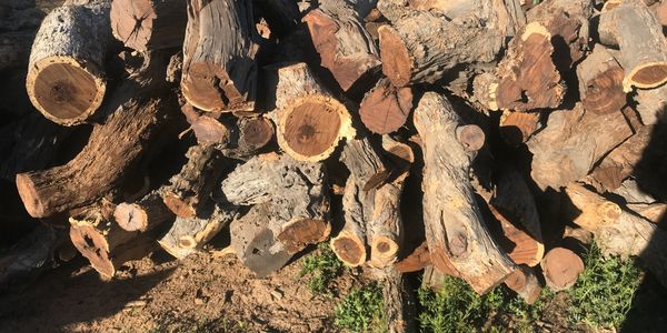 Stock de Troncos de Palo Fierro Seleccionados para Elaboración de Artesanias Unicas.