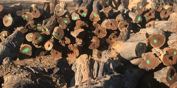 Stock de troncos de madera artesanal de Palo Fierro, madera iconica del desierto sonorense.