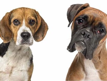 Two dogs looking curiously at the camera.