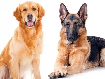 A Golden Retriever and a German Shepherd together.