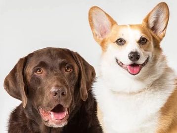 Two happy dogs, a chocolate lab and a corgi, looking at the camera.
